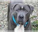 Small #36 American Staffordshire Terrier Mix