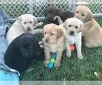 Small Photo #6 Labrador Retriever Puppy For Sale in MORGANTOWN, PA, USA