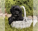 Small #2 Cocker Spaniel