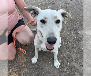 Labrador Retriever-Unknown Mix Dogs for adoption in Alameda, CA, USA