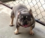 Small Photo #1 French Bulldog Puppy For Sale in SLIDELL, LA, USA