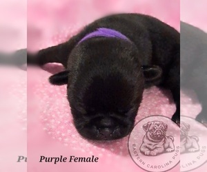 Medium Pug