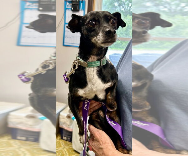 Medium Photo #7 Chiweenie Puppy For Sale in Portland, IN, USA