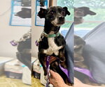 Small #6 Chiweenie