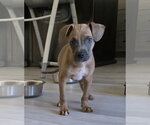Small #6 Boston Terrier-Boxer Mix