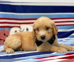 Goldendoodle Puppy for sale in LANCASTER, PA, USA