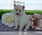Small Photo #3 Pomsky Puppy For Sale in HONEY BROOK, PA, USA
