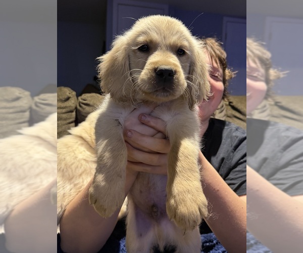 Medium Photo #5 English Cream Golden Retriever Puppy For Sale in TOLEDO, OH, USA