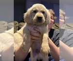 Small #4 English Cream Golden Retriever