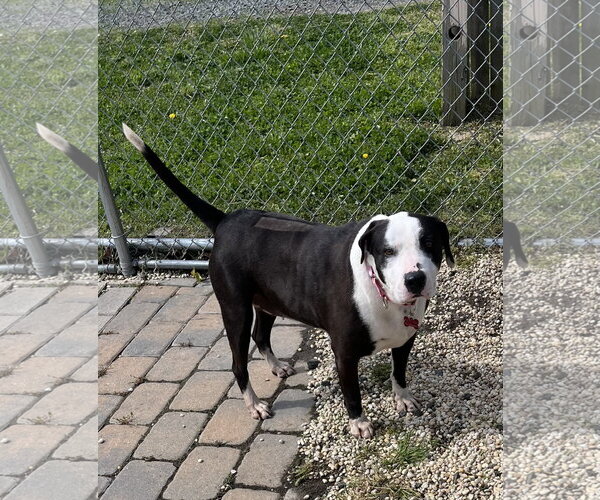 Medium Photo #1 American Staffordshire Terrier-Border Collie Mix Puppy For Sale in Spring Lake, NJ, USA