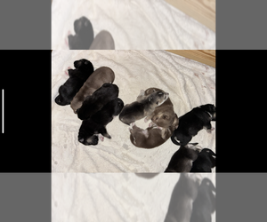 German Shepherd Dog Puppy for sale in WAXHAW, NC, USA