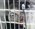 HUGO - Male Staffordshire Bull Terrier Dog for Adoption - Small photo