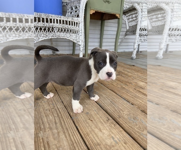 Medium Photo #1 American Bully Puppy For Sale in LA VERNIA, TX, USA