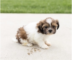 Shih Tzu Puppy for sale in CHARLESTON, SC, USA
