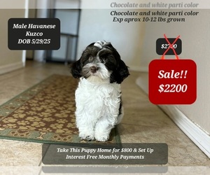 Havanese Puppy for sale in TUCSON, AZ, USA