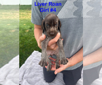 Puppy Liver Roan 4 German Shorthaired Pointer