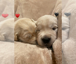 Small Photo #10 Golden Retriever Puppy For Sale in ANAHEIM, CA, USA