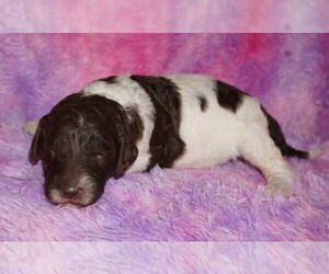 Labradoodle Puppy for sale in LA HABRA, CA, USA