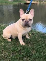 Father of the Faux Frenchbo Bulldog puppies born on 09/11/2018