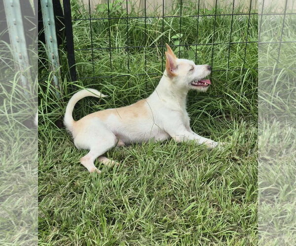 Medium Photo #2 Chihuahua Puppy For Sale in St. Louis Park, MN, USA