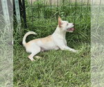 Small #1 Chihuahua