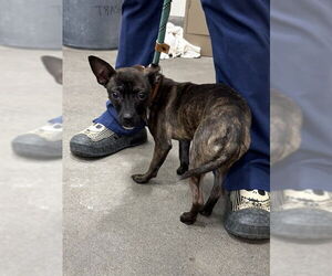 Chihuahua-Unknown Mix Dogs for adoption in Forestville, MD, USA