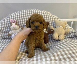Poodle (Miniature) Puppy for sale in REDLANDS, CA, USA