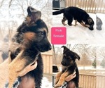 Small Photo #7 German Shepherd Dog Puppy For Sale in STACY, MN, USA
