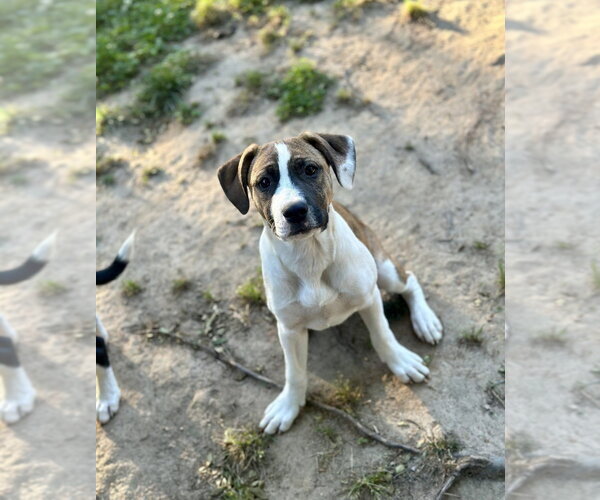 Medium Photo #9 Boxer-Unknown Mix Puppy For Sale in Mooresville, NC, USA