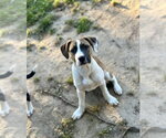 Small #8 Boxer Mix
