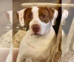 Small #6 American Pit Bull Terrier Mix
