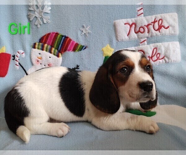 Medium Photo #3 Basset Hound Puppy For Sale in CANTON, GA, USA