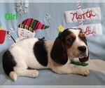 Small #2 Basset Hound
