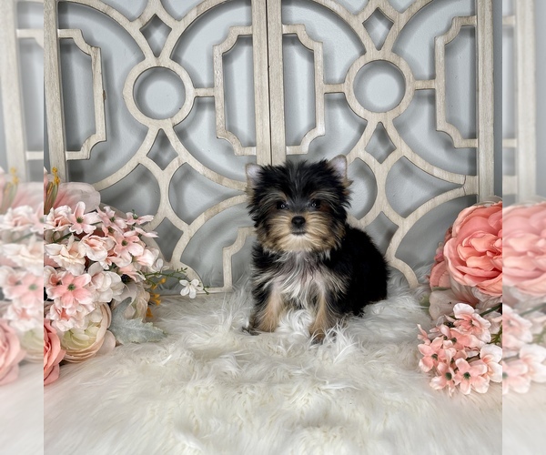 Medium Photo #2 Yorkshire Terrier Puppy For Sale in MORRIS CHAPEL, TN, USA