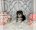 Small Photo #2 Yorkshire Terrier Puppy For Sale in MORRIS CHAPEL, TN, USA