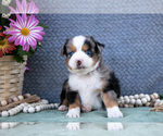 Small #1 Miniature Australian Shepherd