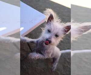 Scotch - Male Mutt Dog for Adoption - Photo #3