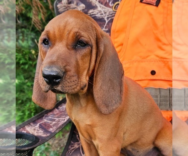 Medium Photo #2 Redbone Coonhound Puppy For Sale in DENVER, PA, USA