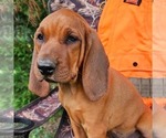 Small #1 Redbone Coonhound