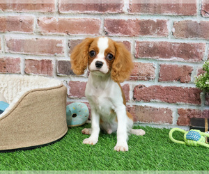 Cavalier King Charles Spaniel Puppy for sale in SYRACUSE, IN, USA