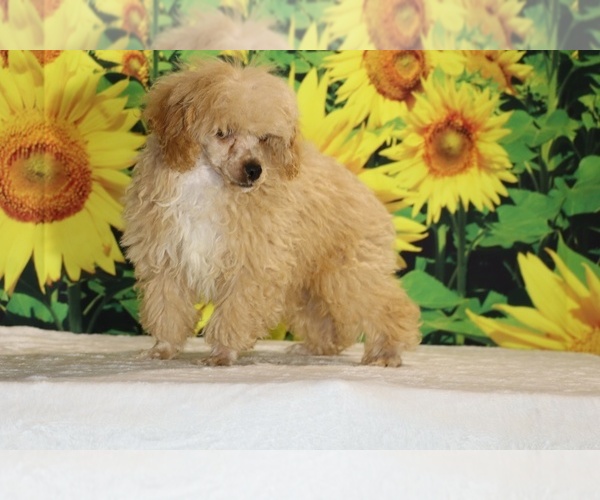 Medium Photo #32 Poodle (Toy) Puppy For Sale in DYERSBURG, TN, USA