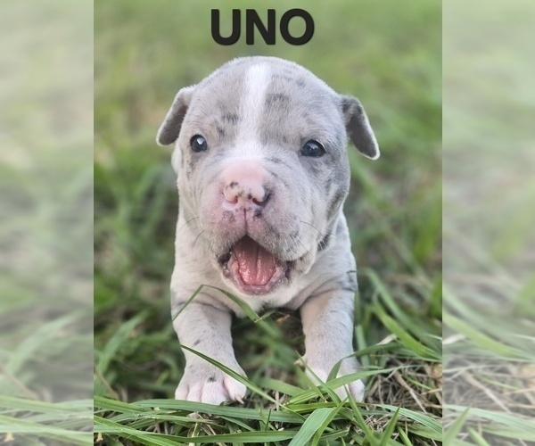 Medium Photo #3 American Bully Puppy For Sale in KISSIMMEE, FL, USA