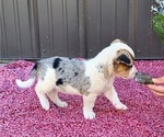 Small Photo #25 Augi Puppy For Sale in MEADOWS OF DAN, VA, USA