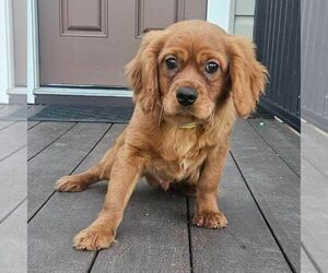 Golden Retriever Puppy for sale in LITITZ, PA, USA