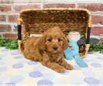 Small #1 Cavapoo (Miniature)
