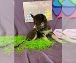 Small Photo #21 Siberian Husky Puppy For Sale in DEARBORN, MO, USA