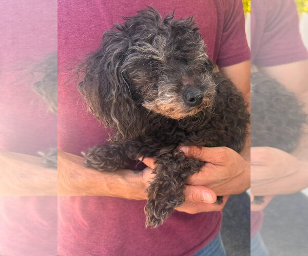 Medium Photo #4 Mutt Puppy For Sale in Salt Lake City, UT, USA