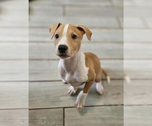 American Pit Bull Terrier-Unknown Mix Dogs for adoption in Raleigh, NC, USA