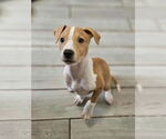 Small American Pit Bull Terrier Mix