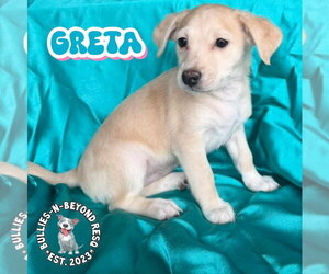 Mutt Dogs for adoption in Omaha, NE, USA